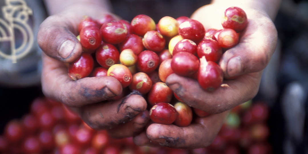 Single Origin Coffee