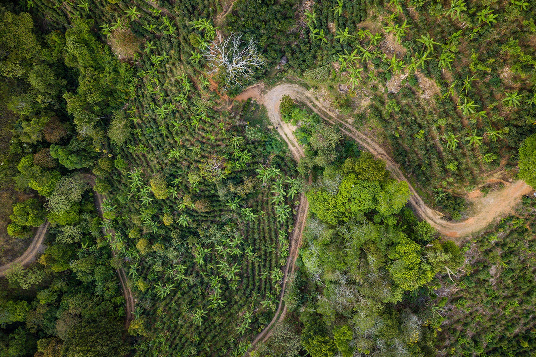 Central America