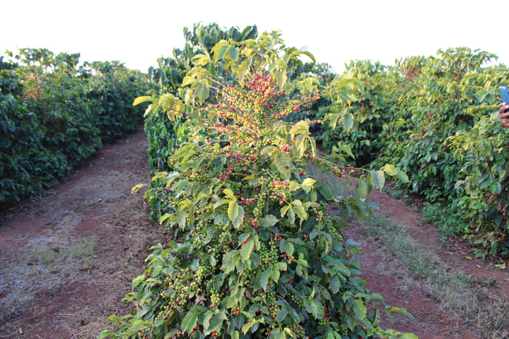 Zambia Lupili