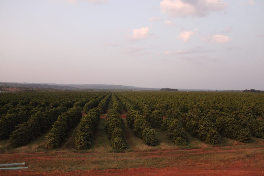 Zambia Lupili