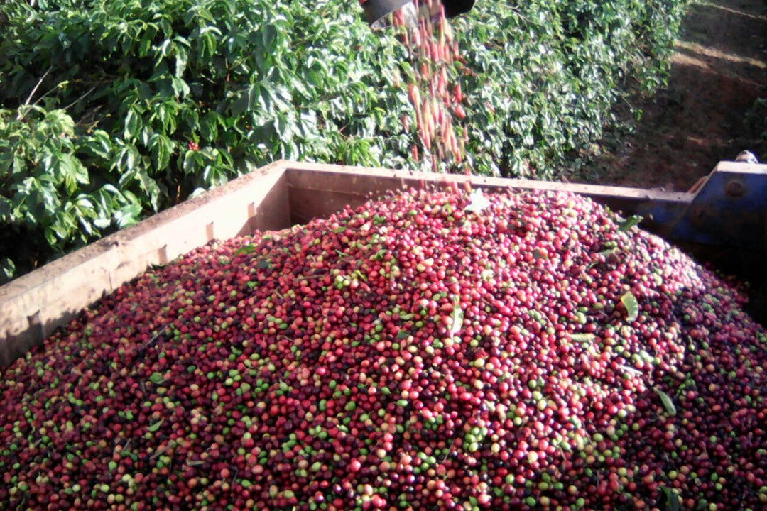 Brazil Campos Altos