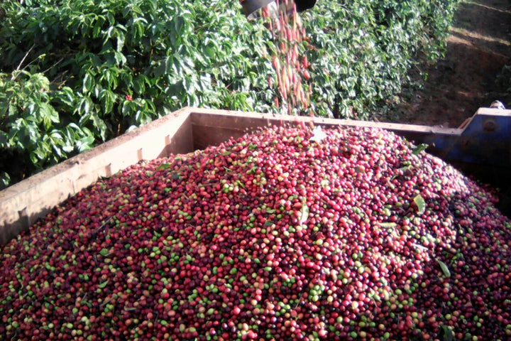 Brazil Campos Altos