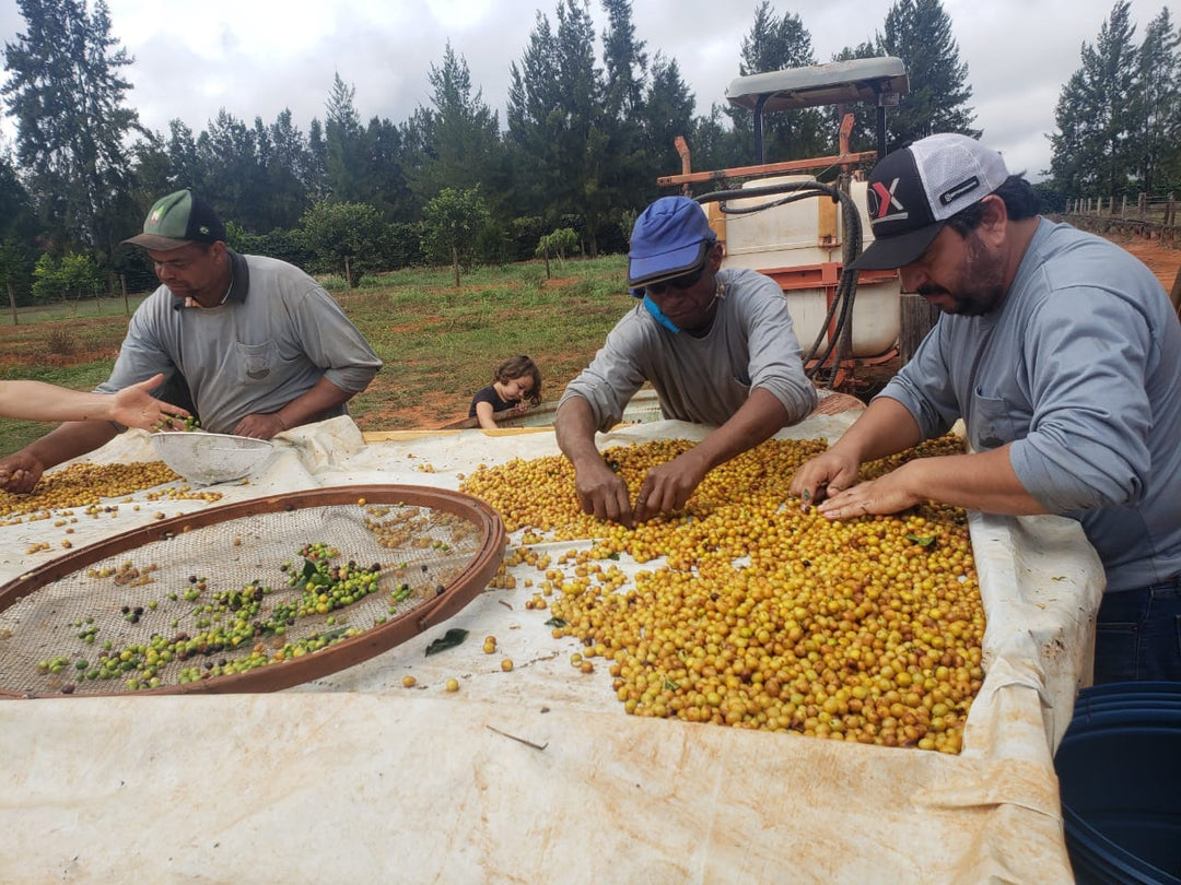 Brazil Campos Altos