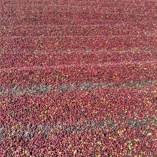 Brazil Campos Altos