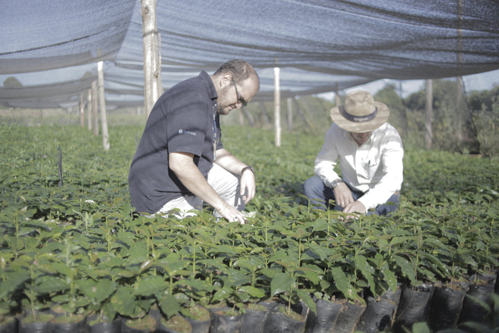Brazil Campos Altos