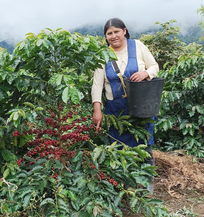 Bolivia San Juan Coop