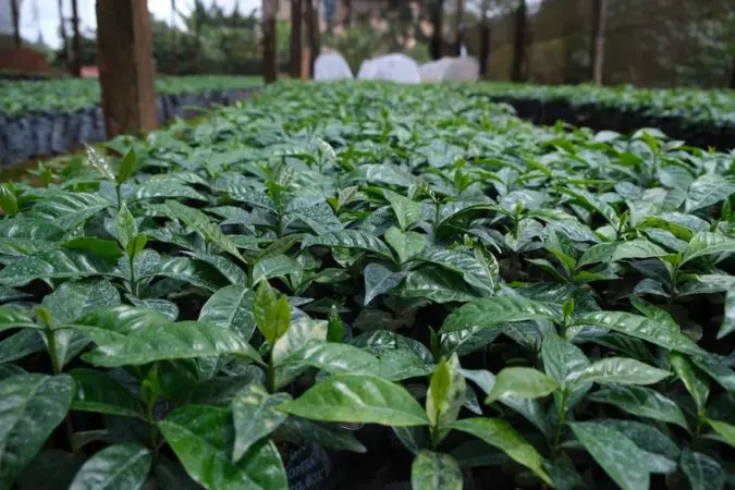 Kenya Iyego Gatubu