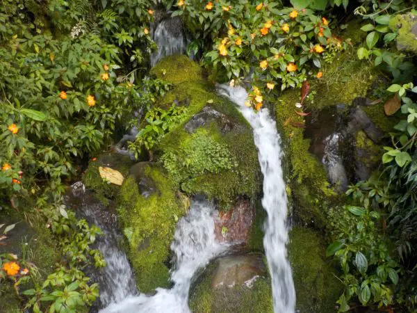 Papua New Guinea Korofeigu