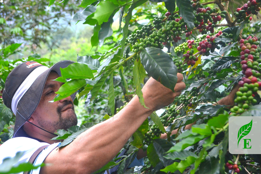 Peru Agraria Cooperative