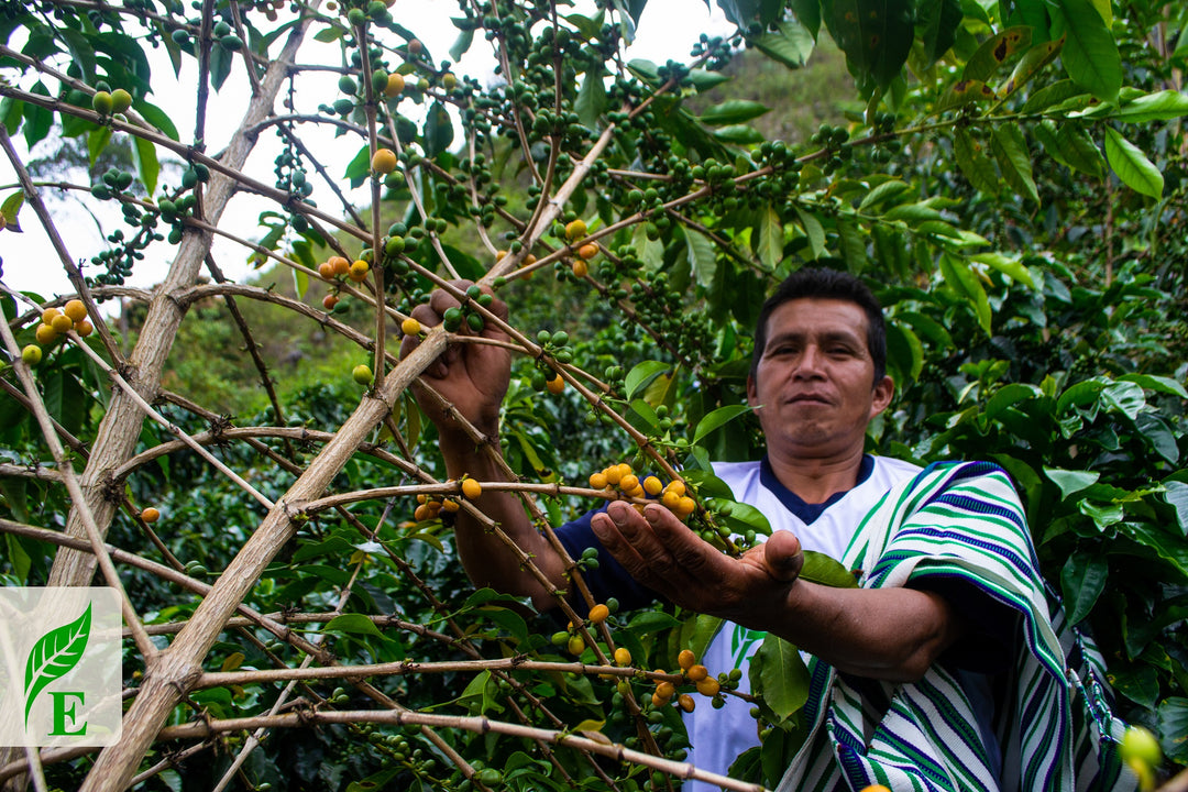 Peru Agraria Cooperative